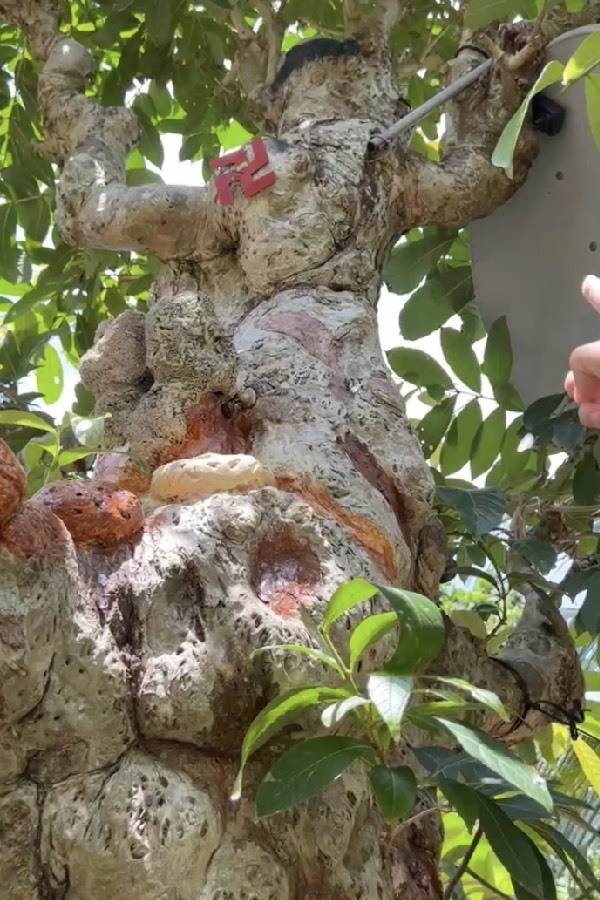 Đáng chú ý, chú Sơn rao bán cây với giá 69 tỷ đồng khiến nhiều người tò mò.