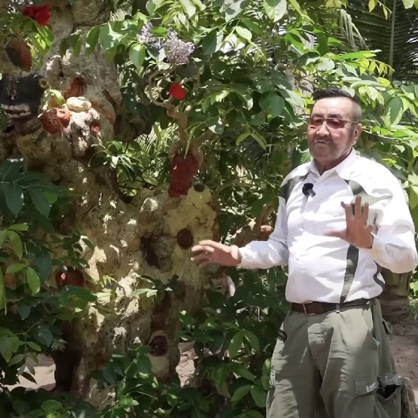 Theo lời kể của chủ nhân, cây mộc bằng lăng có dáng thế độc nhất vô nhị là nhờ ông đã dày công chăm sóc và uốn tỉa mỉ mấy chục năm.