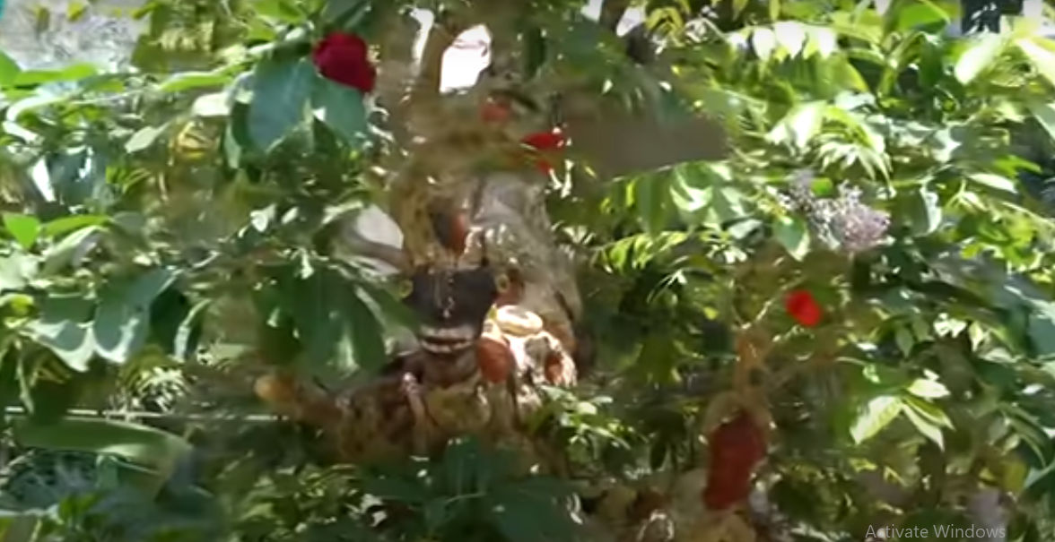 Đó là cây cổ mộc bằng lăng độc đáo thuộc sở hữu của chú Sơn (74 tuổi, sống tại Cù lao Tân Quy, Trà Ôn, Vĩnh Long).