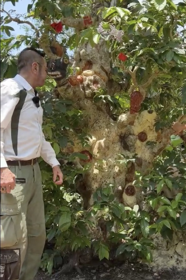 Cây cao tới 4m, phải đứng từ xa mới quan sát được hết.