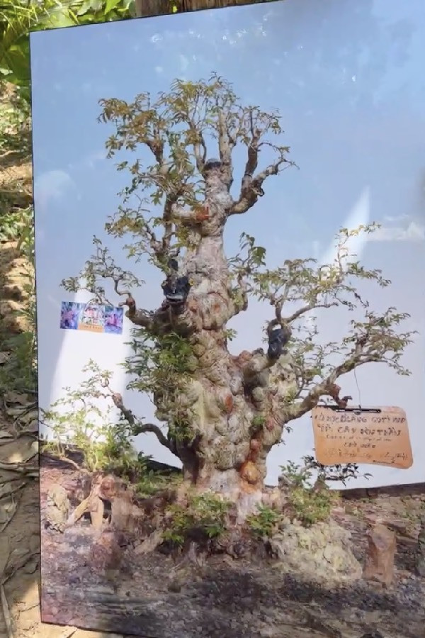 Cây sở hữu dáng thế độc đáo hiếm loài cây cảnh nào sánh bằng.