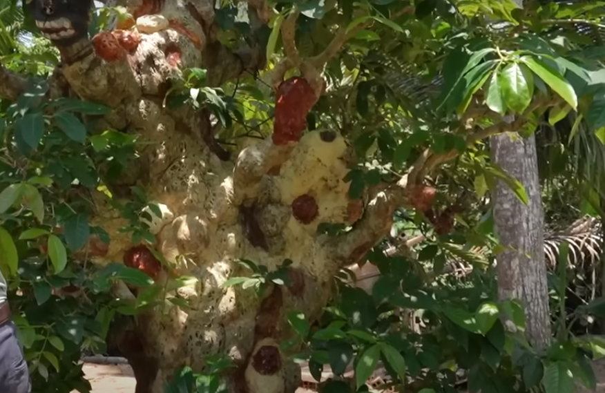 Theo tiết lộ của chú Sơn, "cây thần đèn" là giống cây cổ mộc bằng lăng có tuổi đời hơn 300 năm.