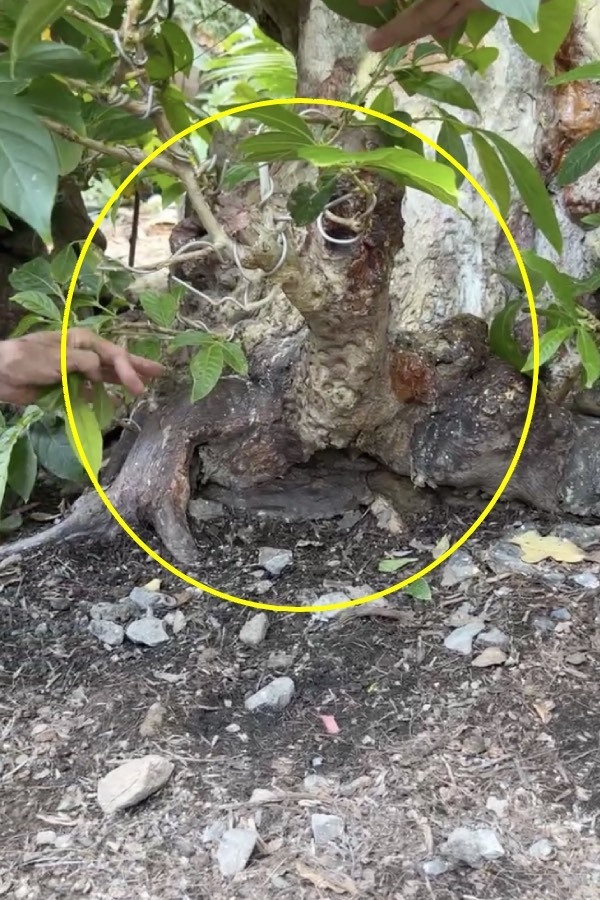 Đặc biệt, gốc cây có hình con quy (con rùa).