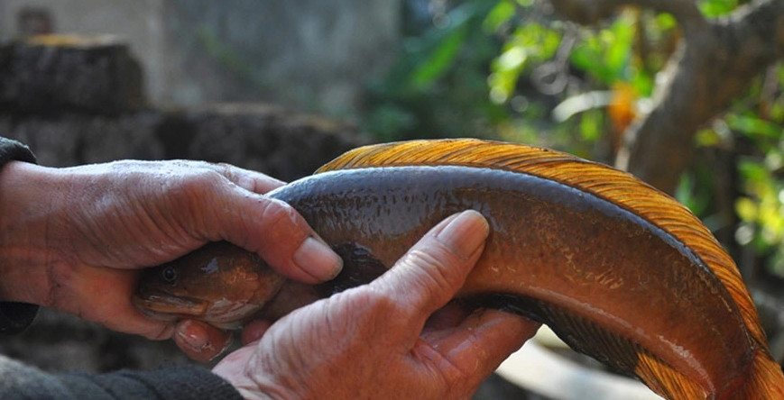 Cá cửng (còn có tên gọi khác cá trèo đồi) là loại cá quý hiếm của vùng đất Ninh Bình, xưa kia được dành riêng để dâng lên bậc vua chúa. Ảnh: Dân Việt