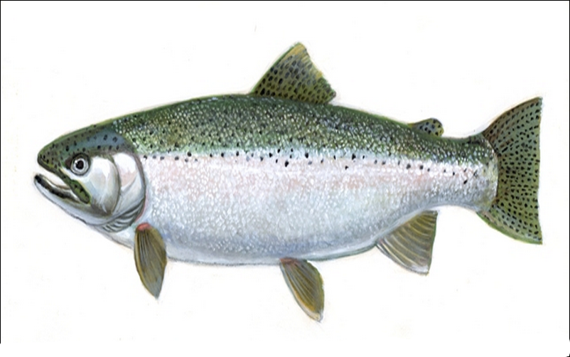 Cá cu nổi tiếng với thịt thơm ngọt, được xếp vào hàng món ngon xứ biển. Ảnh: Tourhoianhot