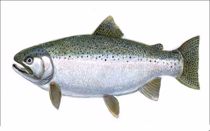 Cá cu nổi tiếng với thịt thơm ngọt, được xếp vào hàng món ngon xứ biển. Ảnh: Tourhoianhot