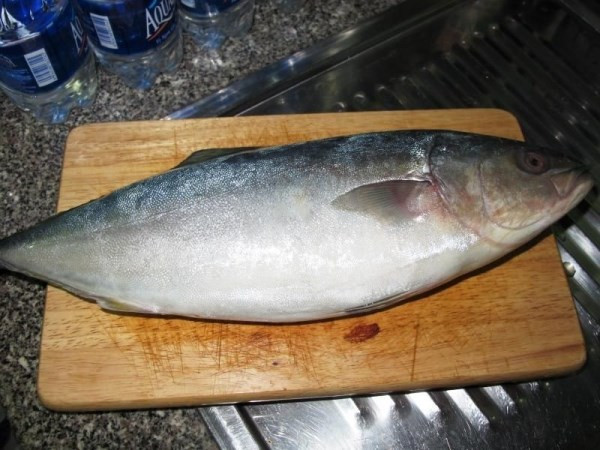 Ở vùng biển miền Trung nước ta có một loại cá nghe tên khiến nhiều người "đỏ mặt" đó là cá cu. Ảnh: Tepbac