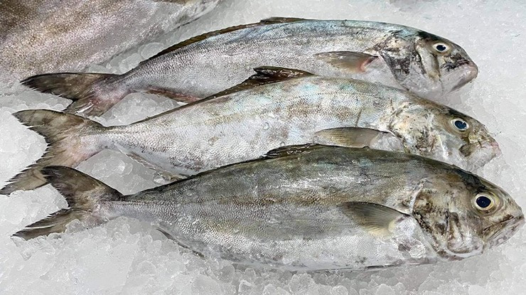 Trên thị trường, cá cu có giá trung bình khoảng 200.000 - 250.000 đồng/kg (cá tươi). Ảnh: Internet