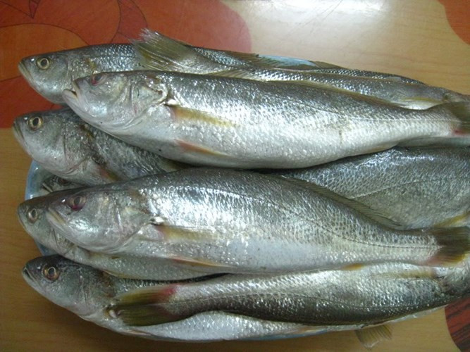 Cá cu mình hơi dẹp, vảy màu trắng bạc. Miệng cá nhọn, răng nhọn mọc thành đai rộng hướng vào trong miệng. Ảnh: Tepbac