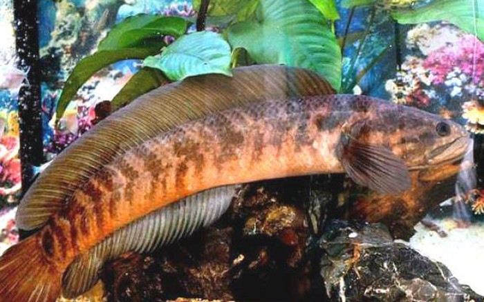 Cá cửng sinh sống chủ yếu trong các khe đá. Mùa đông nước cạn đến đâu đào sâu hang xuống đó để sinh sống và ăn loại đất sét vàng (có trong hang để sống). Ảnh: Dân Việt