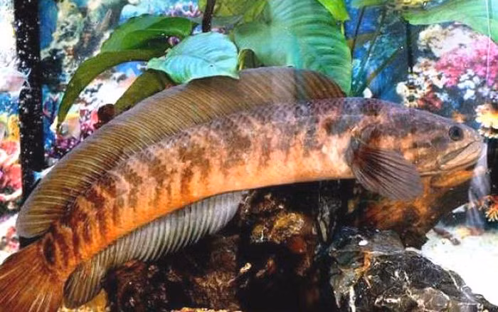 Cá cửng sinh sống chủ yếu trong các khe đá. Mùa đông nước cạn đến đâu đào sâu hang xuống đó để sinh sống và ăn loại đất sét vàng (có trong hang để sống). Ảnh: Dân Việt