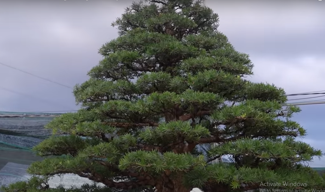 Theo chia sẻ, 3 cây tùng này có xuất xứ tại Cai Lậy (Tiền Giang) được chủ vườn mua cách đây 3 tháng với giá 20 tỷ đồng.