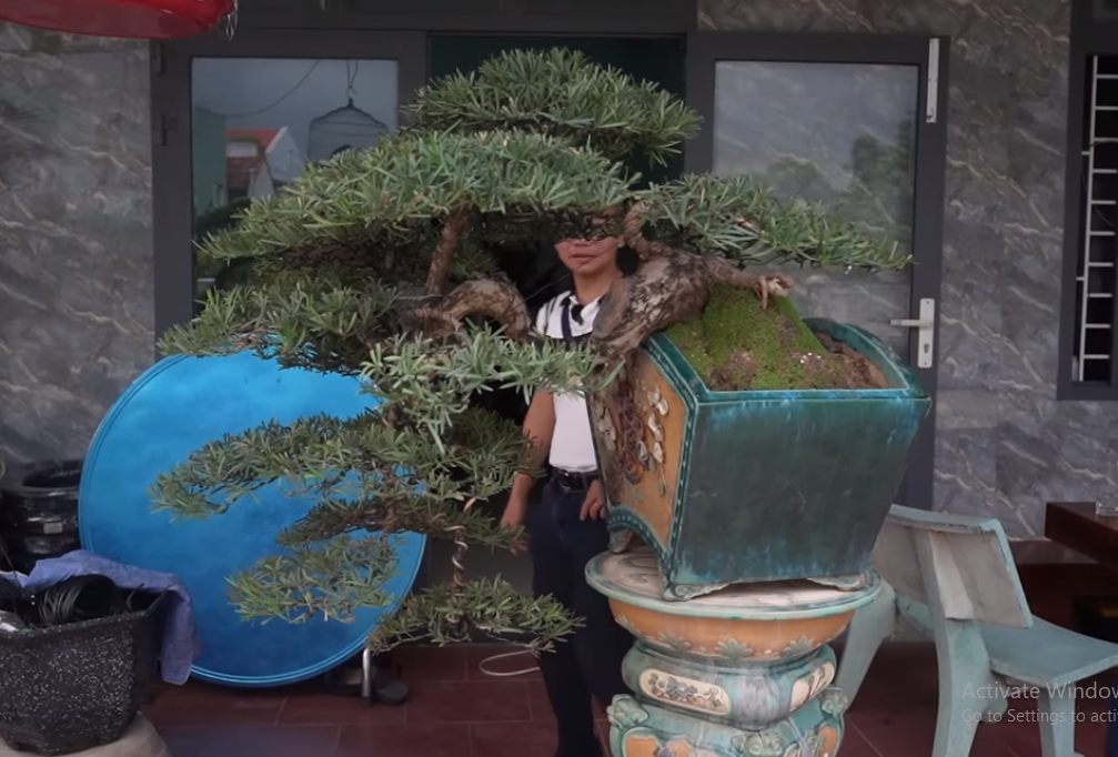  Cây tùng dáng thác đổ đẹp mắt.