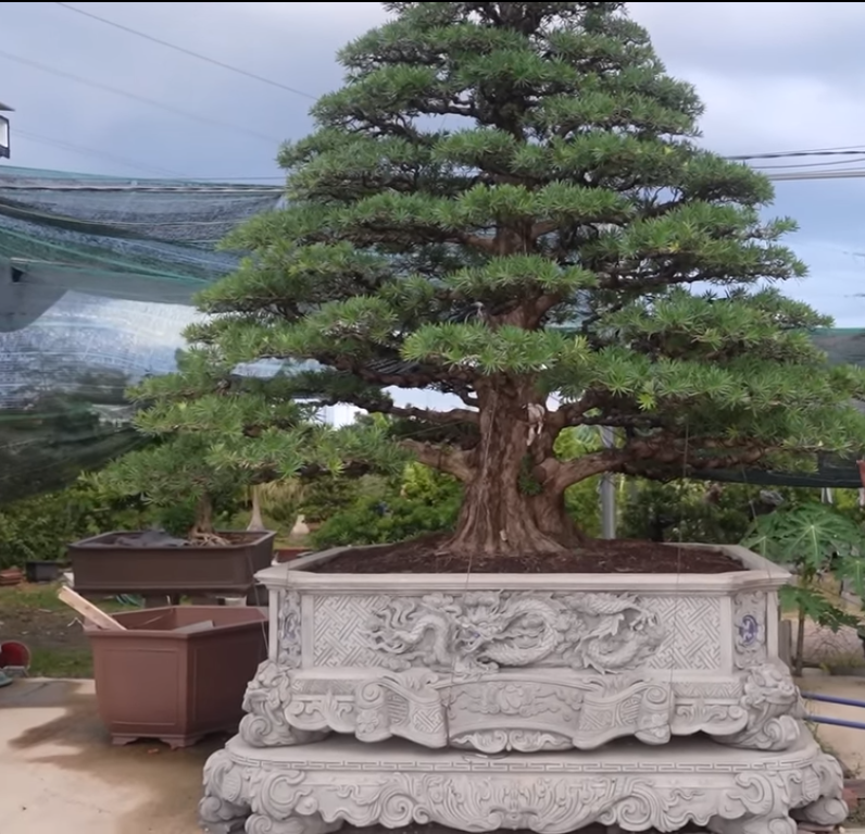 Ngoài gốc, thân to, giá trị của cây tùng còn nằm ở vẻ cân đối, phân bổ tay, cành đều, đẹp mắt.