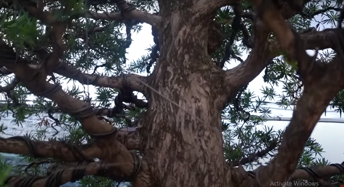 Sau khi mua về, chủ vườn phải mất nhiều công sức tạo tác với có được bộ 3 cây tùng đẹp mắt như hiện nay.