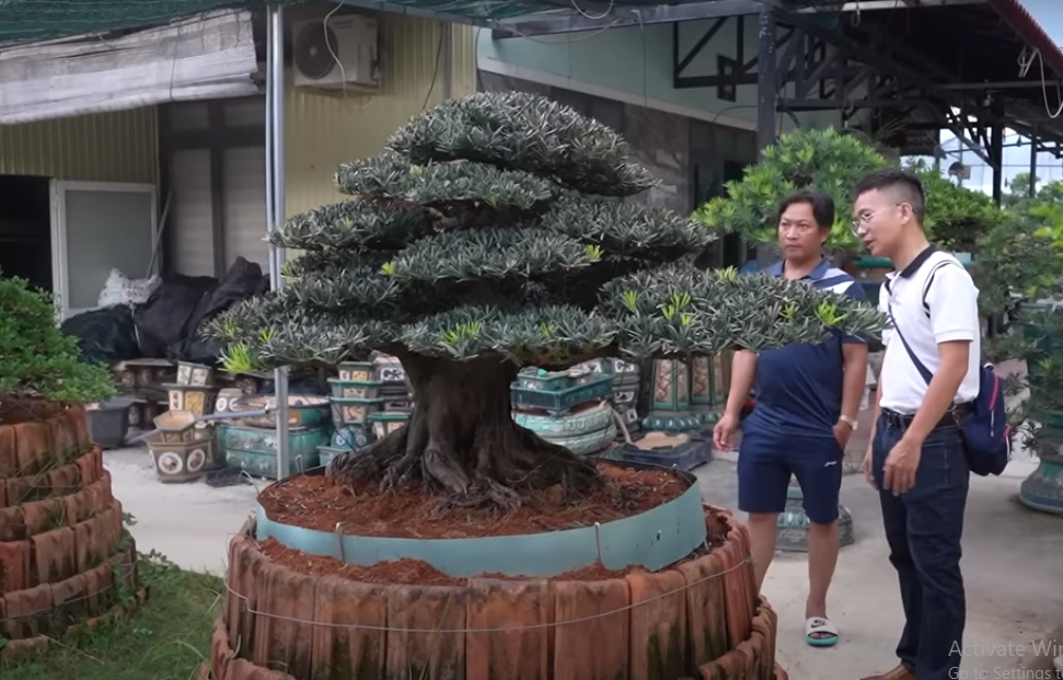 Ngoài ra, trong khu vườn còn có một cây tùng Việt khác trị giá 1,2 tỷ đồng. Thời gian để chế tác cây tùng này lên tới 20 năm.