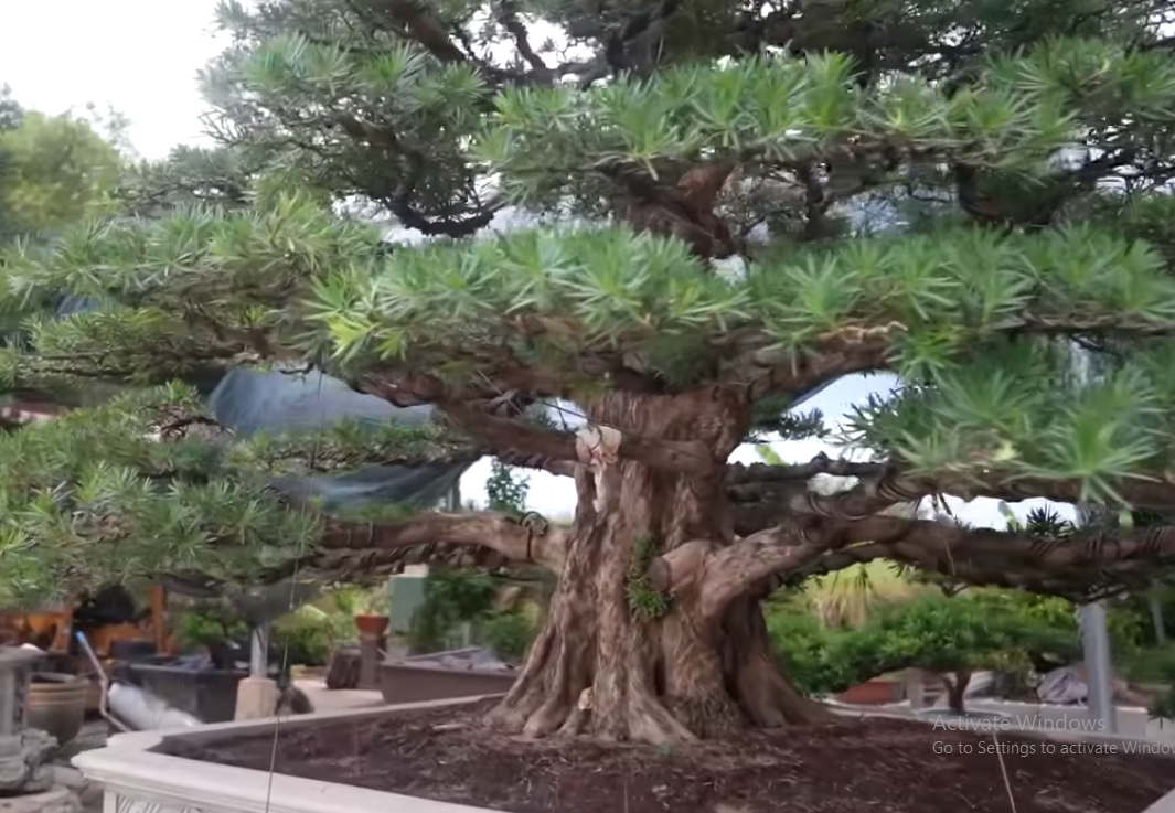 Cây tùng ở giữa dáng trực, bệ vệ, uy nghi.