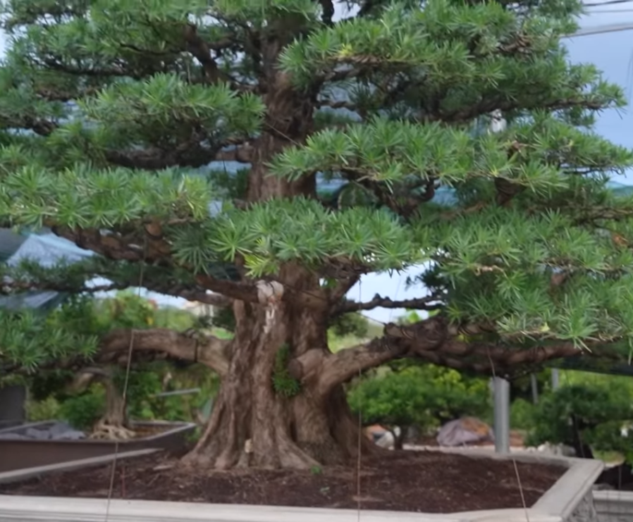 Cũng theo chủ vườn, để có được cây tùng thân và gốc to như thế này rất hiếm. Trong hàng nghìn cây mới có một cây.