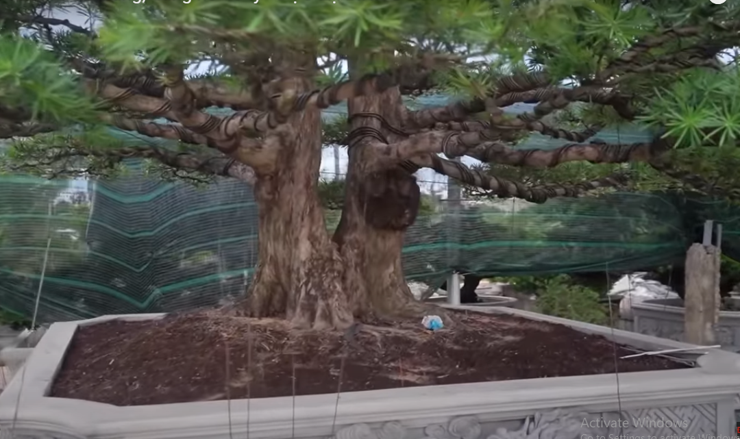 Cây tùng hai bên có dáng song thân.