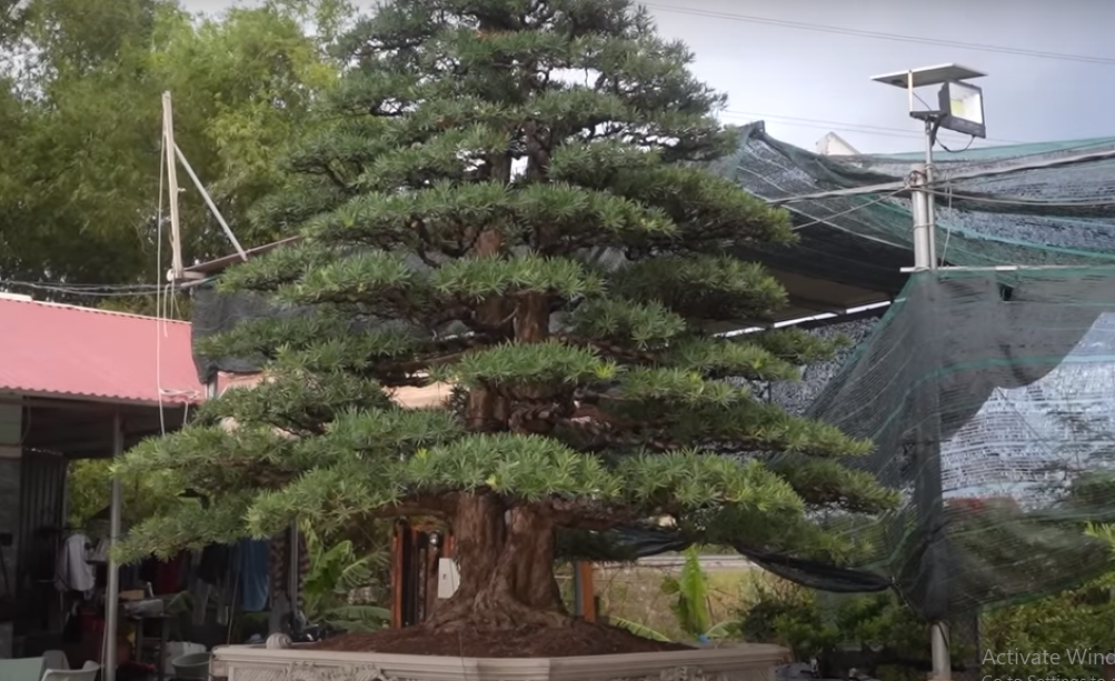 Bộ 3 cây tùng Việt đặc biệt ở chỗ hai cây hai bên giống nhau như "hai giọt nước".