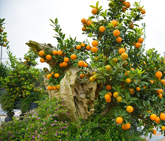 Bên cạnh đó, những cây quất thế đẹp tứ quý, tam đa, phu phụ, huynh đệ hay ngũ phúc cũng có giá rất cao. Ảnh: Baotintuc