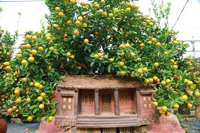 Quất bonsai "ôm nhà cổ" mang phong cách xưa cực kỳ cuốn hút. Ảnh: Người lao động