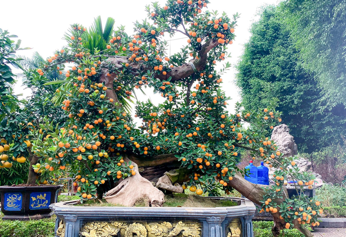 Để tạo ra được thế cây đẹp, nhà vườn phải chăm sóc cây khá cầu kỳ từ 2 - 3 năm. Ảnh: Tiền phong