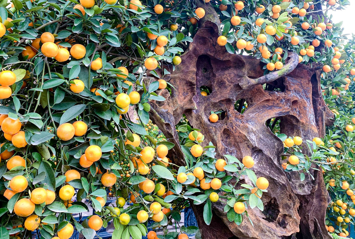 Những gốc quất ghép gỗ lũa dáng đẹp có giá lên tới cả trăm triệu đồng. Ảnh: Tiền phong