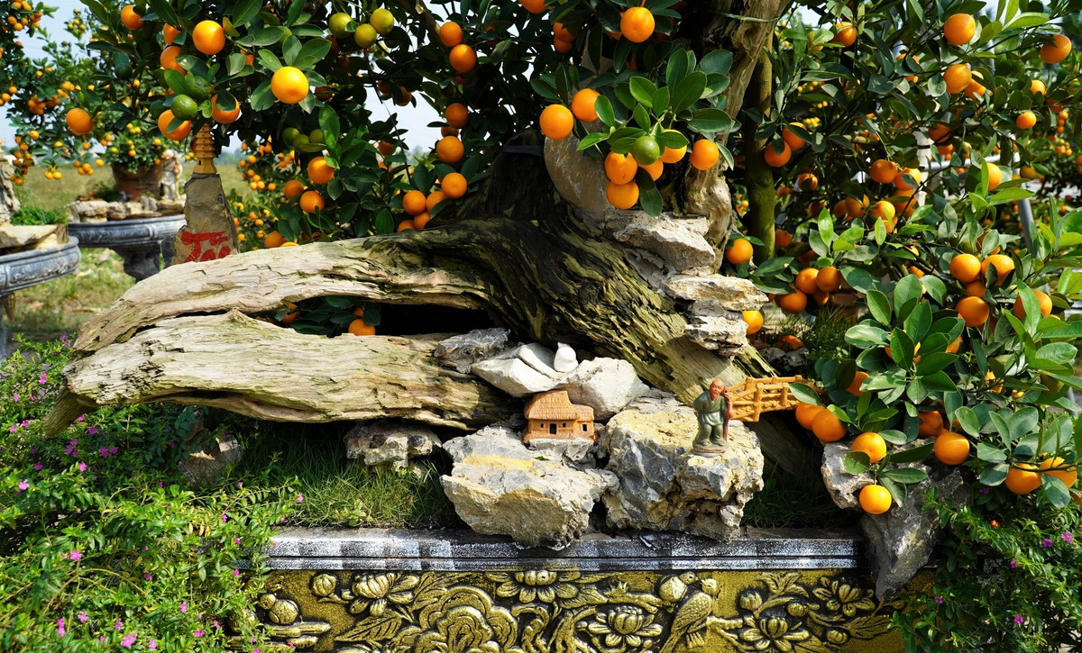 Lũa là loại gỗ thuộc gốc của các cây cổ thụ khô sau khi bị chết. Loại gỗ này không bị mối mọt, mục nát và có nét đẹp nghệ thuật. Ảnh: Dân trí