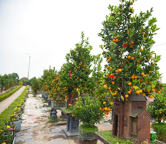 Cây quất kết hợp với tạo hình ngôi nhà ấn tượng. Ảnh: Baotintuc