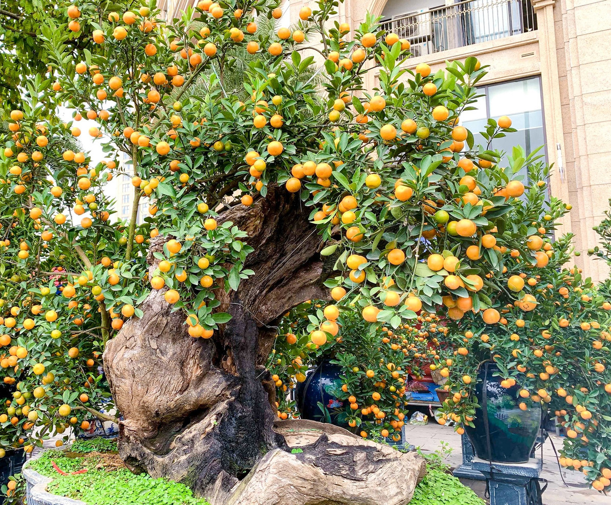 Bên cạnh quất truyền thống, năm nay người chơi cầu kỳ còn tìm đến những cây quất bonsai độc lạ và đẹp mắt. Trong đó, nổi bật nhất là quất ghép gỗ lũa. Ảnh: Tiền phong