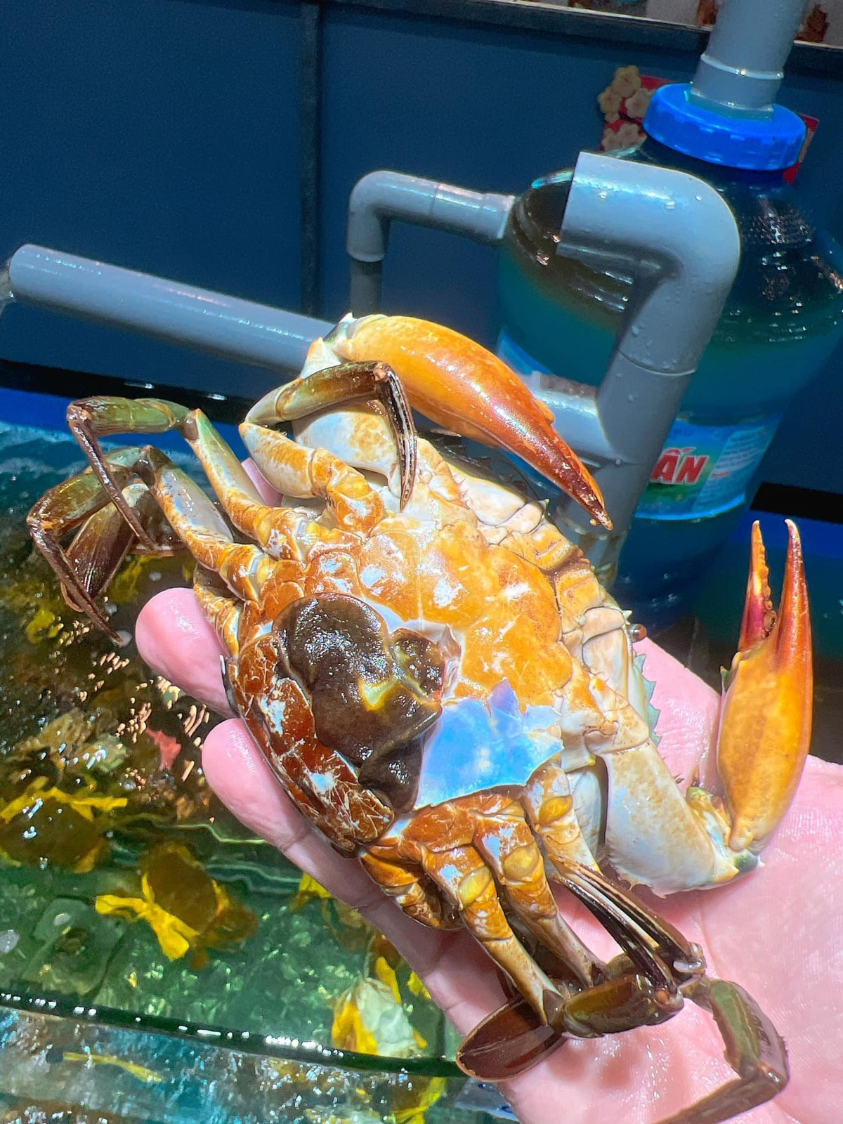 Người dân ven biển Cà Mau cho biết, không dễ để bắt được cua cốm. Thậm chí, khi bắt được nhiều người thường làm quà biếu hoặc để lại thưởng thức. Ảnh: Facebook