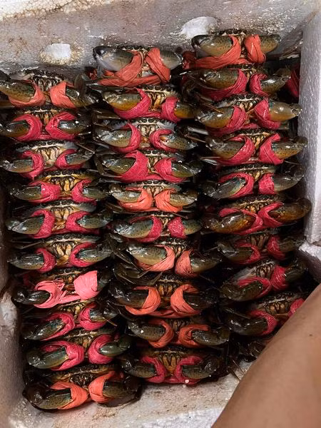 Theo đó, cua hai da có giá rất đắt, dao động từ 730.000 - 950.000 đồng/kg, tuỳ kích cỡ. Ảnh: Facebook