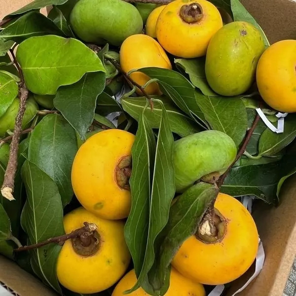 Nàng "ngọc nữ" khoe những trái thị vàng óng, thơm nức mũi.