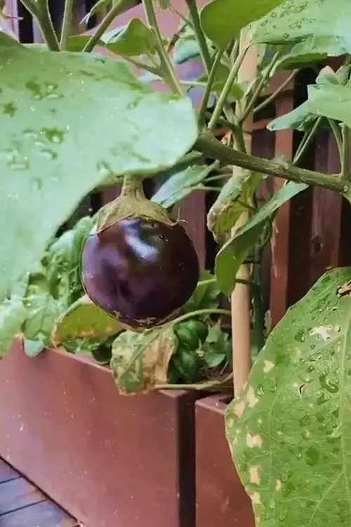 Cà tím cho quả to.