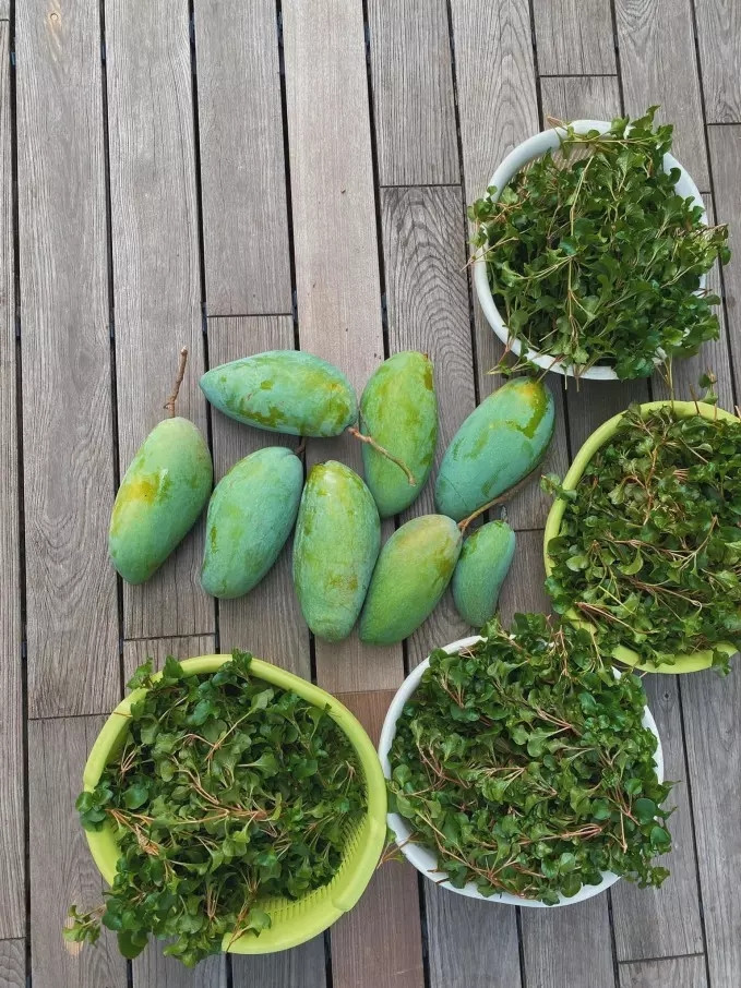 Ngoài trái cây, Hà Tăng còn trồng nhiều rau xanh phục vụ bữa ăn của gia đình.