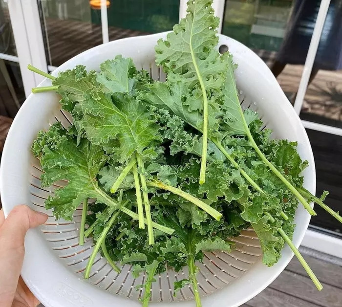 Cải xoăn Kale do chính tay Hà Tăng trồng và nhặt từng lá một. Nguồn ảnh: FBNV, Instagram