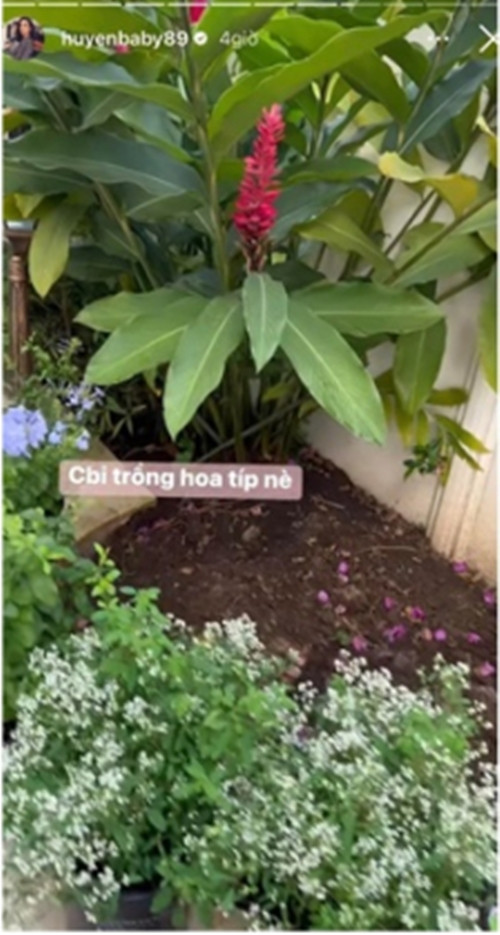 Huyền Baby cho biết thêm, hàng tuần có người làm vườn đến chăm khu vườn.