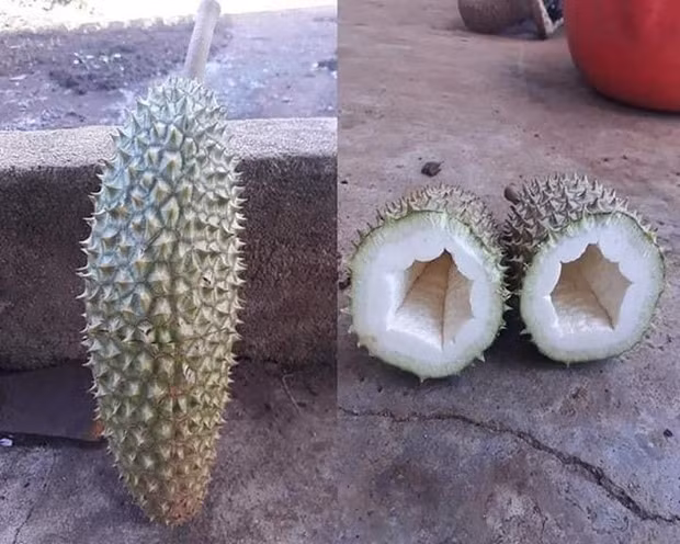 Trái sầu riêng không hạt nhưng cũng không có múi luôn. Ảnh: Facebook