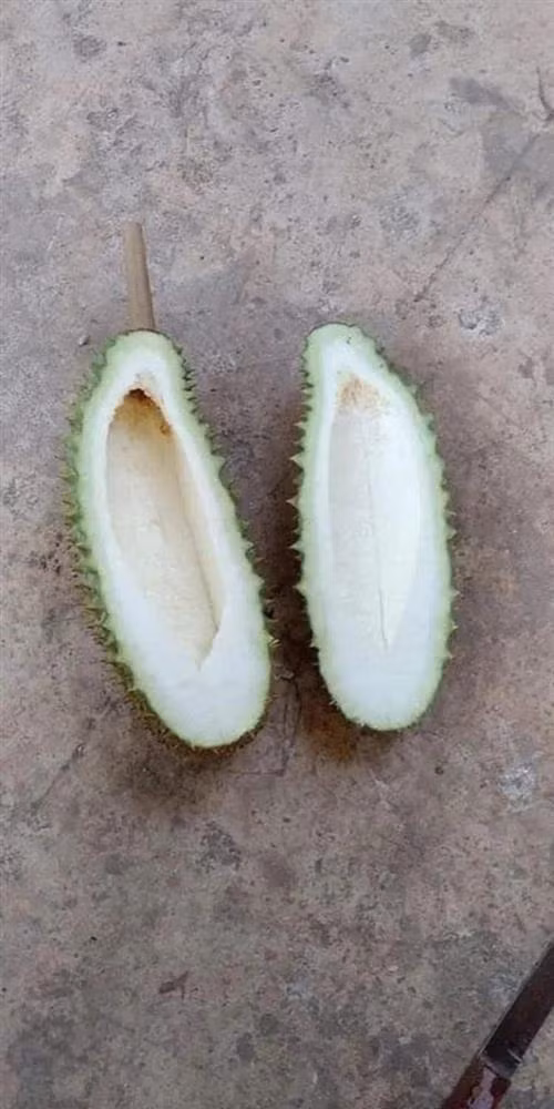 Khi tách lớp vỏ xù xì bên ngoài của trái sầu riêng, không ít người đã phải ôm hận.