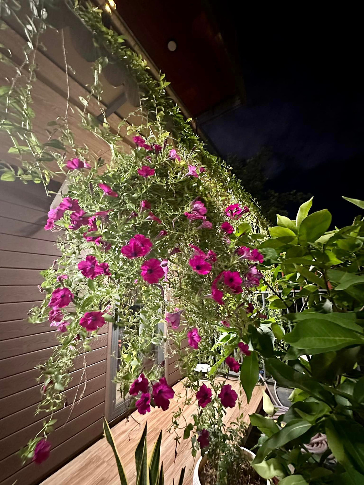 Xung quanh nhà, Vy Oanh trồng rất nhiều cây và hoa.