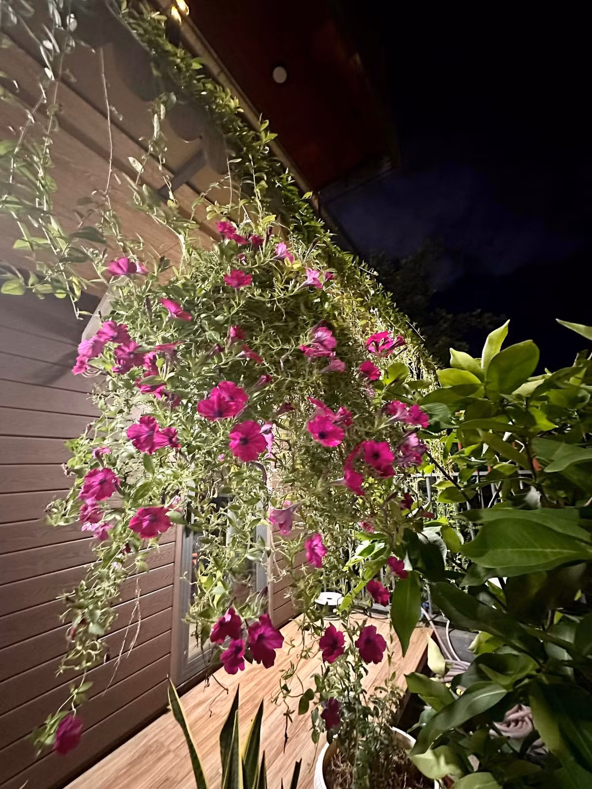 Xung quanh nhà, Vy Oanh trồng rất nhiều cây và hoa.