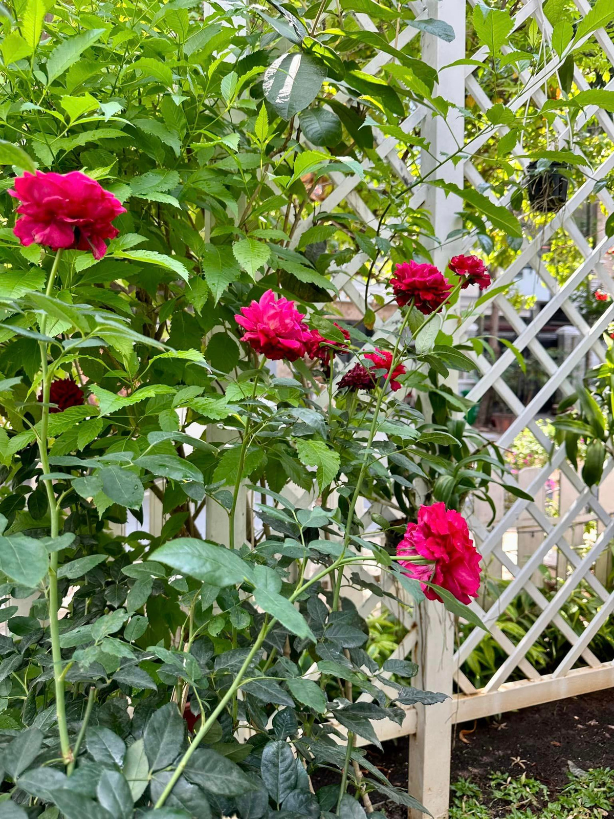 Các loại hoa đua nhau nở rực rỡ.