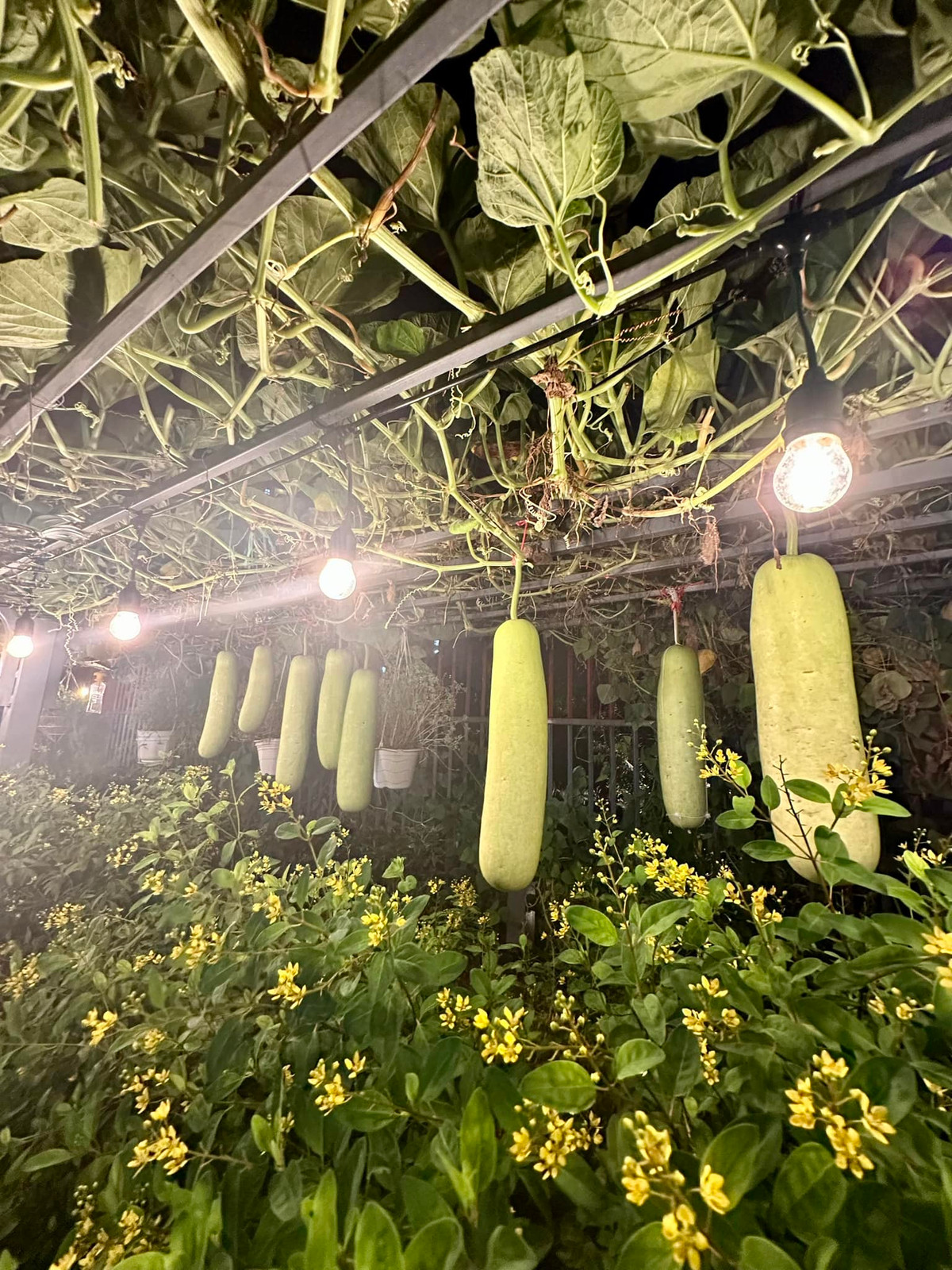 Nữ ca sĩ còn trồng cả một giàn bầu sai trĩu quả. Nguồn ảnh: FBNV