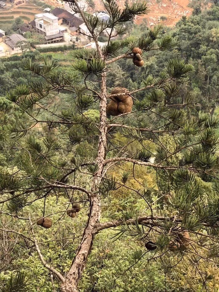 Nấm phục linh thiên được nhiều người ví như “nhân sâm Việt” bởi giá trị dược liệu quý hiếm. Loại nấm này chỉ mọc chỉ mọc trên ngọn cây vân sam, có nhiều ở vùng núi Hoàng Liên Sơn và một số huyện miền núi của tỉnh Yên Bái. Ảnh: Facebook