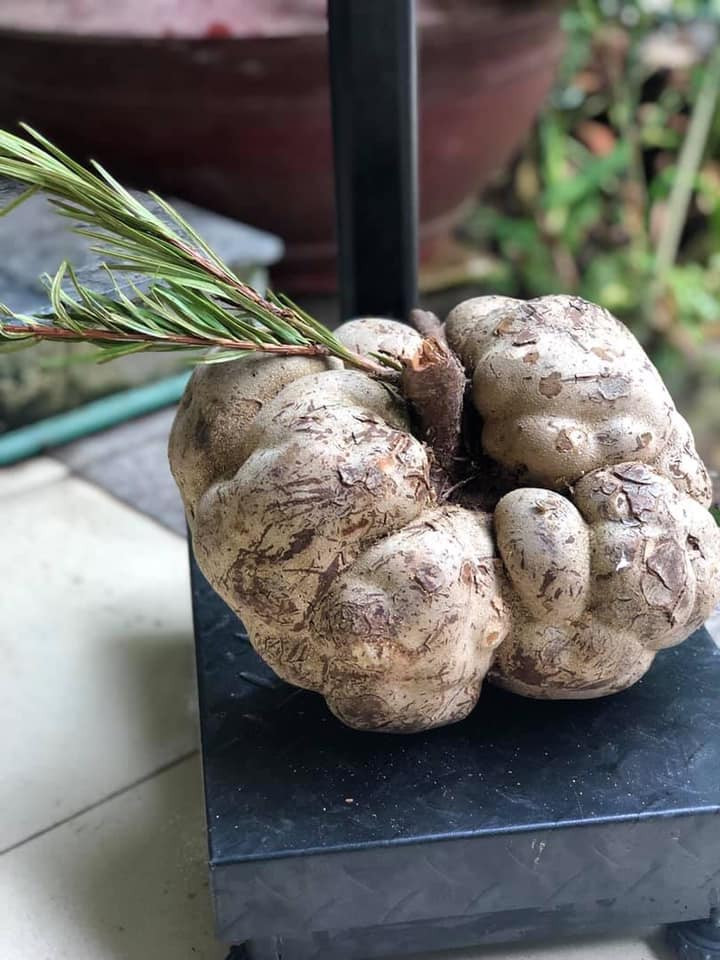 Mỗi năm, từ hàng trăm cây vân sam ngàn tuổi may ra có một vài quả nấm phục linh thiên. Do đó, nấm phục linh thiên rất quý hiếm, nhiều khi có tiền cũng không mua được. Ảnh: Facebook