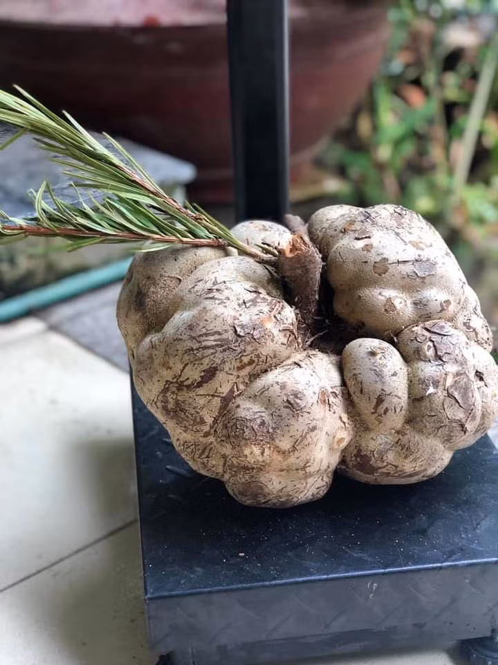 Mỗi năm, từ hàng trăm cây vân sam ngàn tuổi may ra có một vài quả nấm phục linh thiên. Do đó, nấm phục linh thiên rất quý hiếm, nhiều khi có tiền cũng không mua được. Ảnh: Facebook