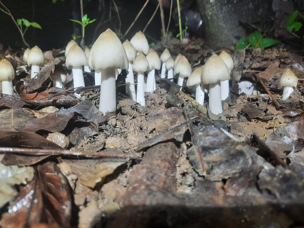 Nấm mối thường xuất hiện nhiều vào đầu mùa mưa hàng năm, từ tháng 5 đến tháng 8 âm lịch tại các tỉnh miền Đông Nam Bộ như Bình Dương, Bình Phước, Vũng Tàu, Bến Tre... Ảnh: Facebook