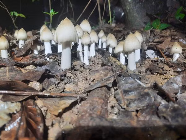 Nấm mối thường xuất hiện nhiều vào đầu mùa mưa hàng năm, từ tháng 5 đến tháng 8 âm lịch tại các tỉnh miền Đông Nam Bộ như Bình Dương, Bình Phước, Vũng Tàu, Bến Tre... Ảnh: Facebook