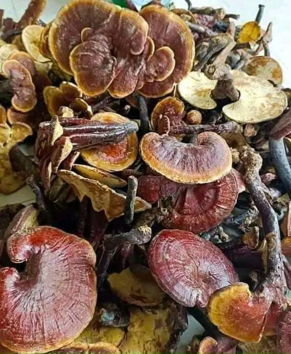 Tuỳ theo từng loại nấm nấm già, nấm non, nấm nụ, nguồn gốc nấm và cả quá trình thu hái, chế biến mà nấm lim xanh có nhiều mức giá khác nhau. Trung bình, giá nấm lim xanh dao động từ 500.000 đồng đến 6 triệu đồng/kg. Ảnh: Facebook